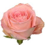 New Emotion Rose d'Equateur Ethiflora